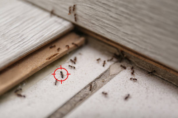 Best Local Pest Control Services  in Vadnais Heights, MN